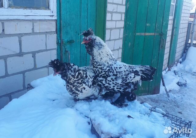 Инкубационное яйцо породистых кур купить на Зозу.ру - фотография № 8