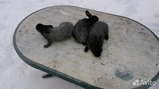 Кролики породы серебро купить на Зозу.ру - фотография № 1