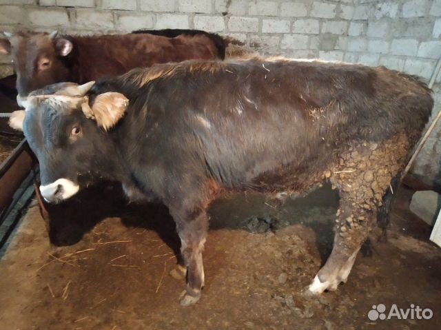 Корова и быки купить на Зозу.ру - фотография № 4