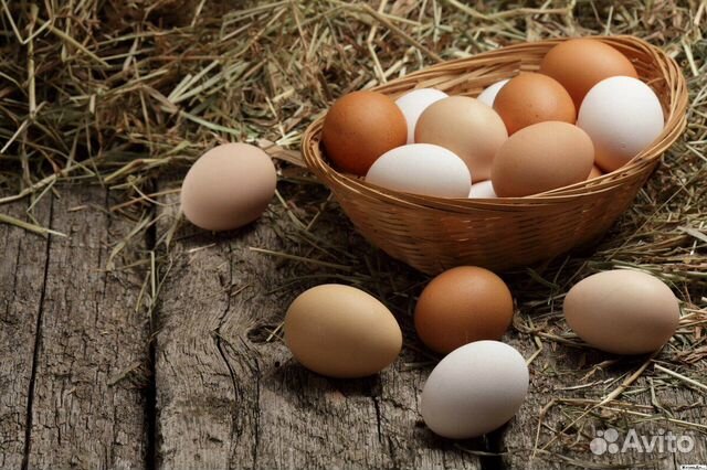 Яйцо инкубационные купить на Зозу.ру - фотография № 1