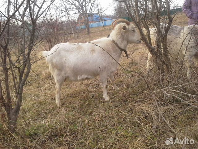 Зааненск. коза будет третий окот. удой по первому купить на Зозу.ру - фотография № 2