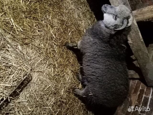 Свиноматка и Овцы купить на Зозу.ру - фотография № 2