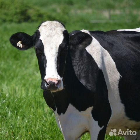 Корова молочная молодая купить на Зозу.ру - фотография № 1