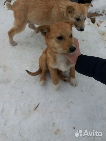 Спасите щенков купить на Зозу.ру - фотография № 5