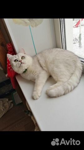 Вязка шотландского кота купить на Зозу.ру - фотография № 3