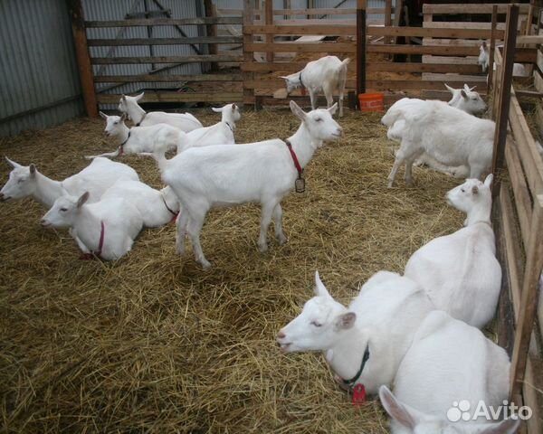 Зааненская коза купить на Зозу.ру - фотография № 3