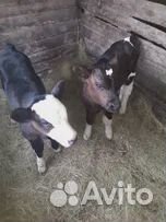 Два теленка, возраст 2 недели купить на Зозу.ру - фотография № 1