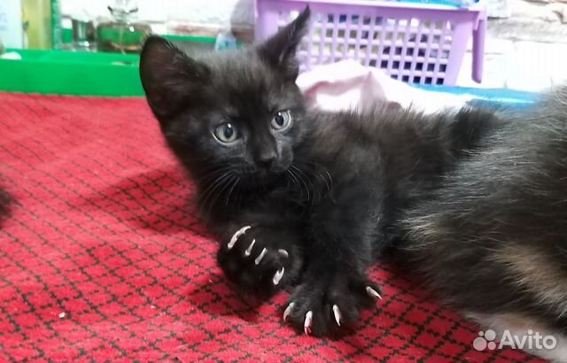Отдам кошечку и котика