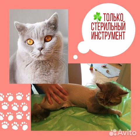 Стрижка собак и кошек с выездом на дом