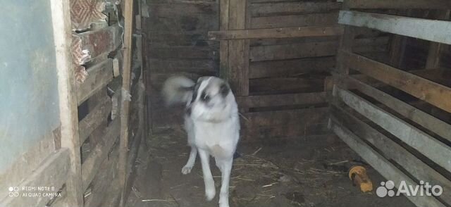 Собака алабай купить на Зозу.ру - фотография № 1