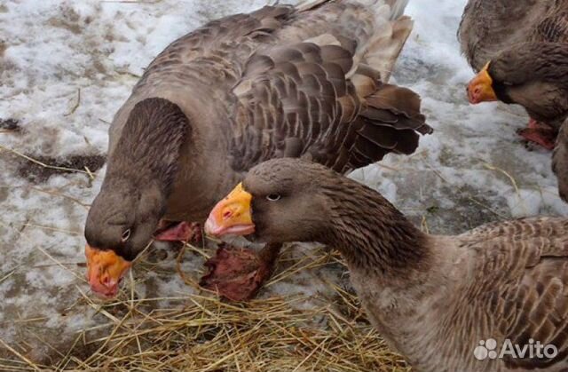 Яйца инкубационные гусей и уток купить на Зозу.ру - фотография № 3