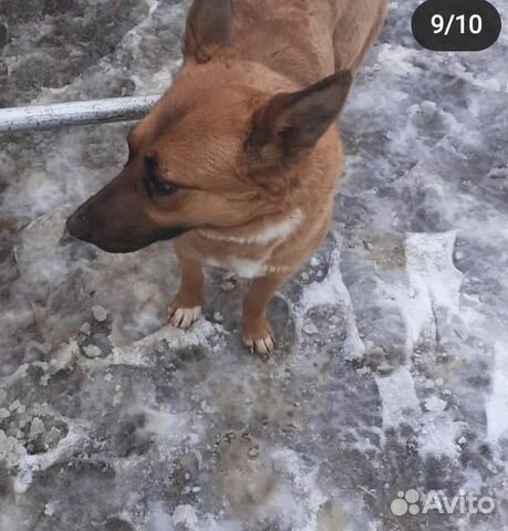 Щенки и собаки купить на Зозу.ру - фотография № 10