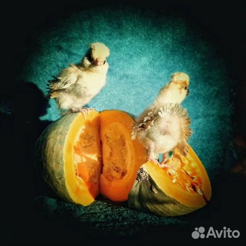 Инк.яйцо и цыплята редких пород кур купить на Зозу.ру - фотография № 2