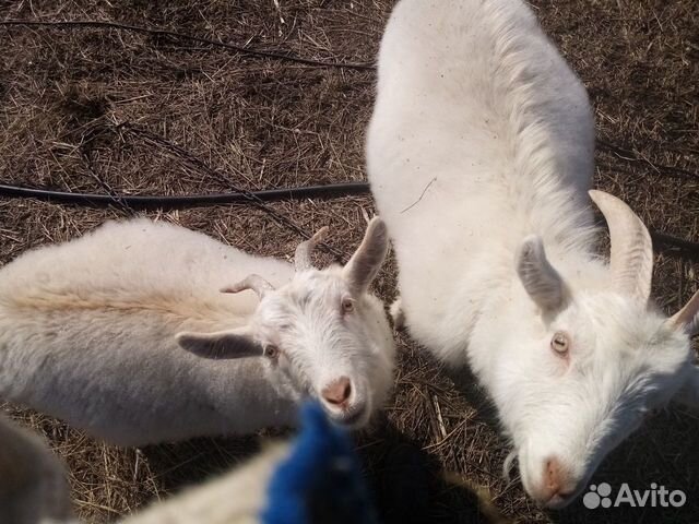 Коза и козел купить на Зозу.ру - фотография № 4