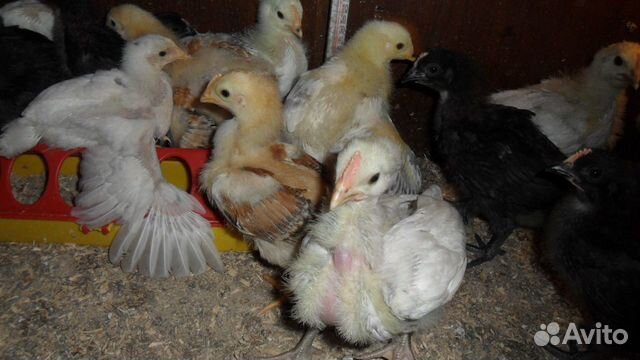Цыплята подрощеные купить на Зозу.ру - фотография № 2