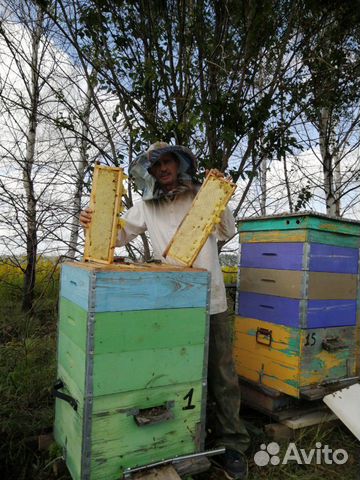 Пчелы, улья купить на Зозу.ру - фотография № 3