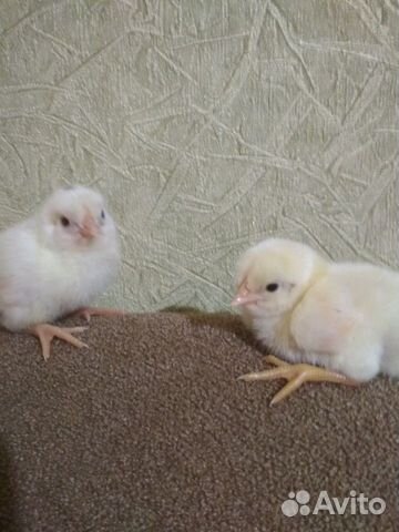 Яйцо инкубационное, цыплята купить на Зозу.ру - фотография № 4