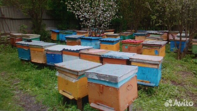 Пчелосемьи купить на Зозу.ру - фотография № 6