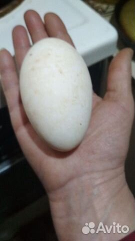 Яйца гусинное на инкубацию купить на Зозу.ру - фотография № 1