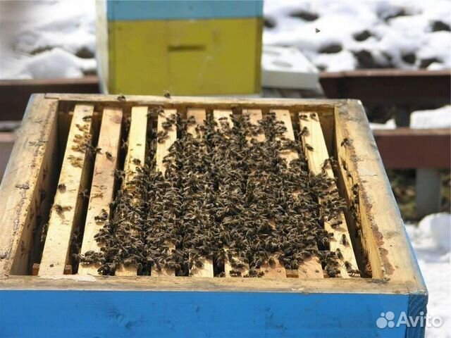 Пчелопакеты, пчеломатки Карника купить на Зозу.ру - фотография № 1