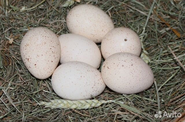 Яйца индюшиные купить на Зозу.ру - фотография № 1