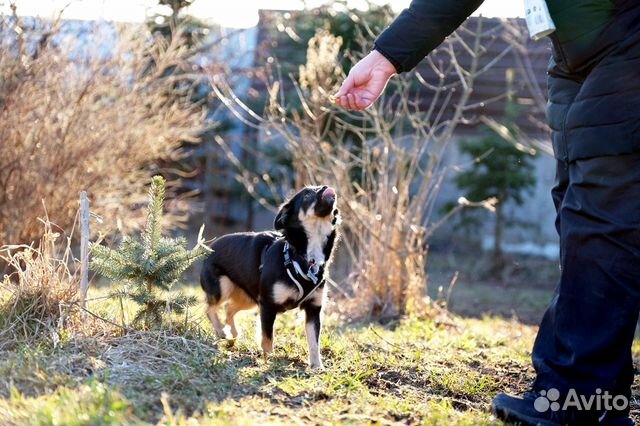 Маленькая собачка Муля ищет лучшую семью купить на Зозу.ру - фотография № 2