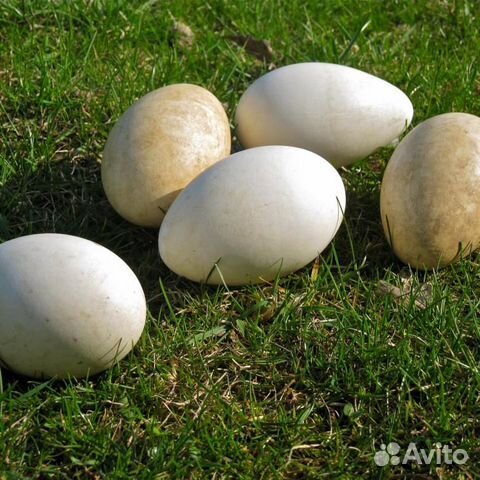 Яйцо гусиное инкубацию купить на Зозу.ру - фотография № 1