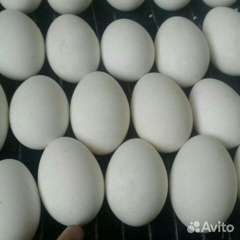 Гусиное яйцо купить на Зозу.ру - фотография № 1