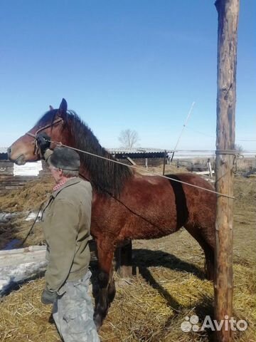 Лошадь Жеребец 3 года спокойно. (рос 160) обмен на купить на Зозу.ру - фотография № 9
