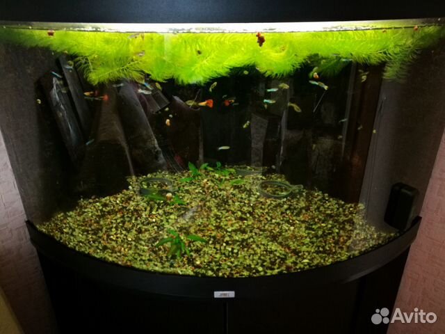 Угловой аквариум фирмы Juwel, произ-во Германия купить на Зозу.ру - фотография № 1