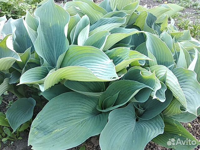 Хоста голубая и золотистая