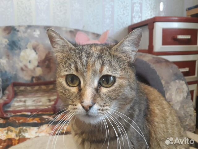 Самая лучшая кошка Лори, стерилизована