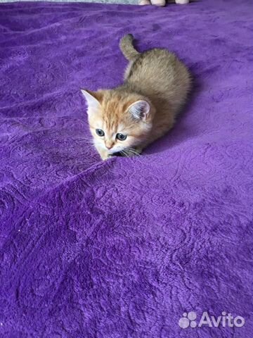 Котята Британские золотые тикированные Котята Британские золотые тикированные