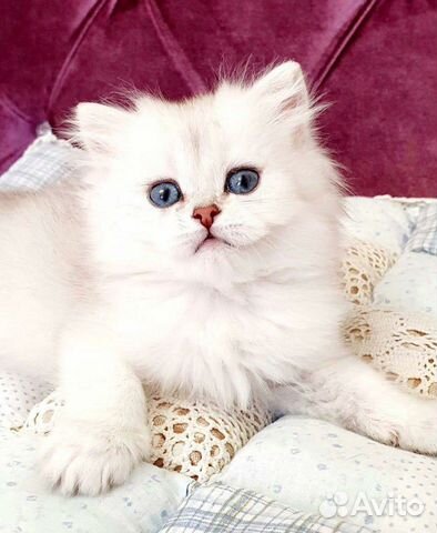 Британский котик Британский котик