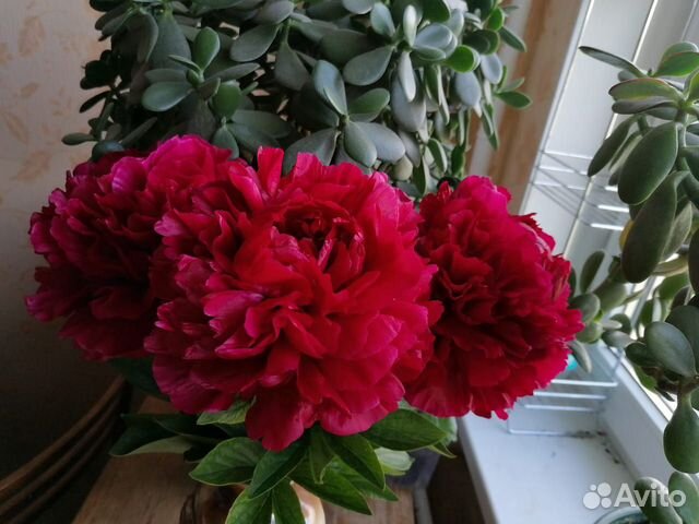 Коллекционный пион