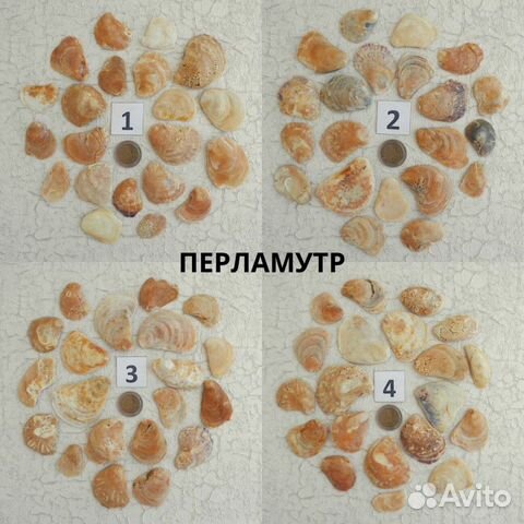 Морские раковины (ракушки) в наборе Морские раковины (ракушки) в наборе