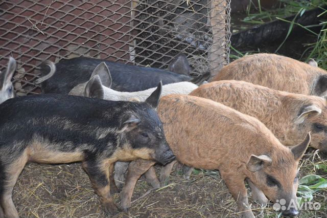 Венгерская мангалица и Кармалы. Поросята Венгерская мангалица и Кармалы. Поросята