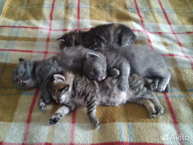 Котя 2 мес Котя 2 мес