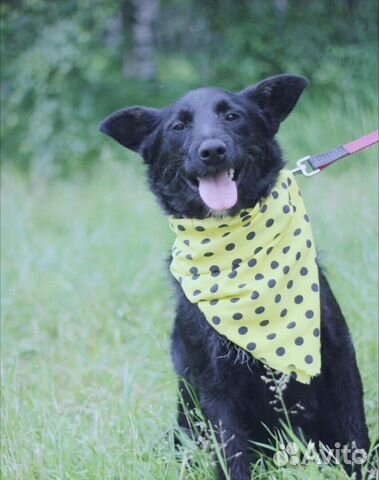 Молодой пёс Рик в добрые руки Молодой пёс Рик в добрые руки