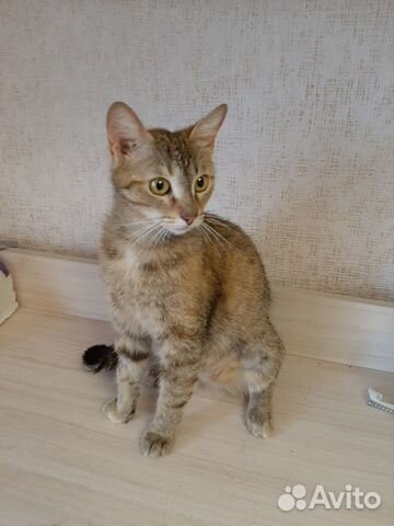 Молодая кошечка Молодая кошечка