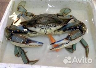 Голубой краб из Турции (опт)