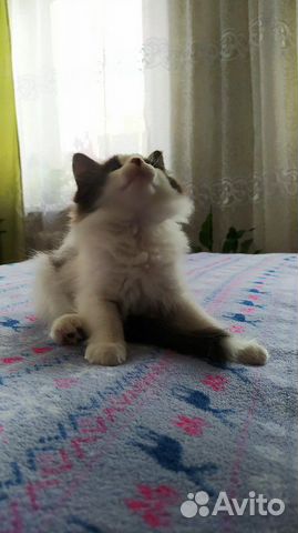 Дарю котёнка