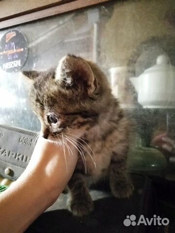 Котятки 1 мес остались без мамы Котятки 1 мес остались без мамы