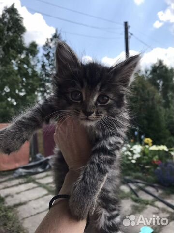 Котенок Котенок