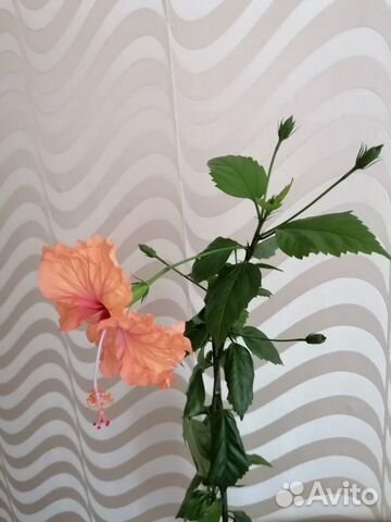 Hibiscus