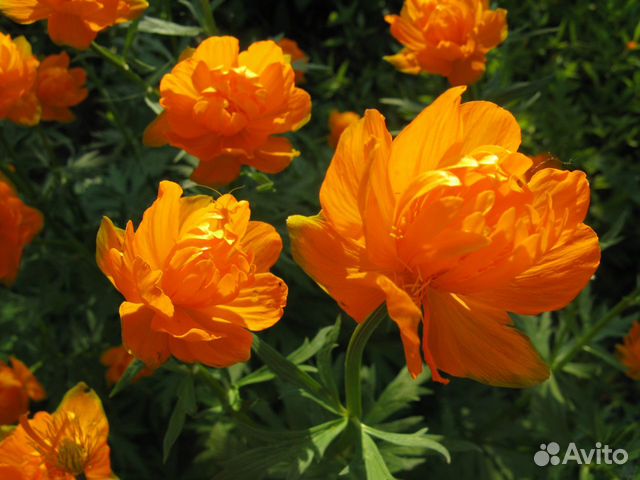 Цветы 150 видов. Прайс. ч.1