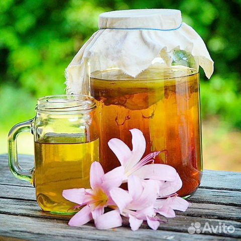 Чайный гриб - 