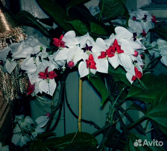 Взрослые Плектрантус Монстера Фиалка Клеродендрум