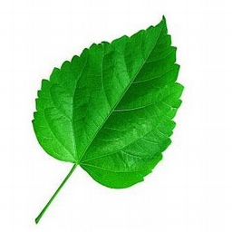 Leaf