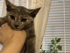 Котёнок перламутрово-серый